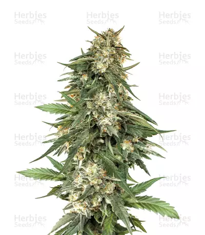 BCN Critical XXL Fast Seeds — product photo