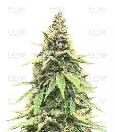 Critical Amnesia Seeds (AlphaFem Seeds) — product photo