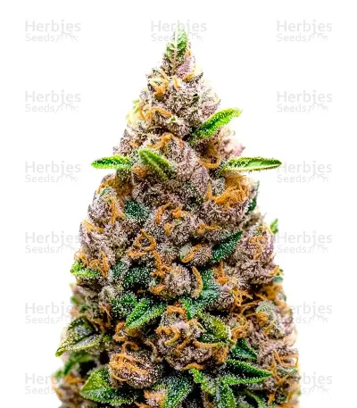 Big Bomb Auto Seeds — product photo
