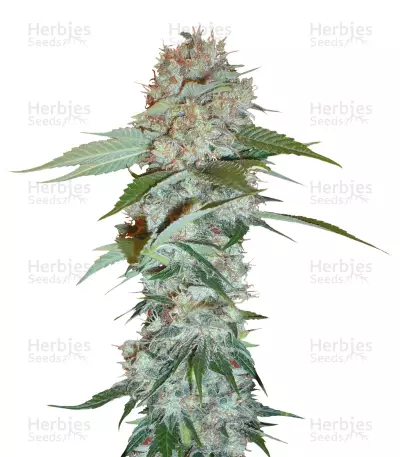 Big Bud regular seeds (Sensi Seeds) — product photo