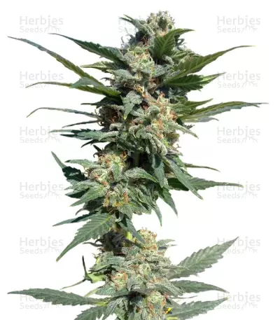 Big Devil #2 Auto Seeds — product photo