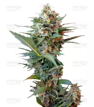 Big Devil XL Auto Seeds — product photo