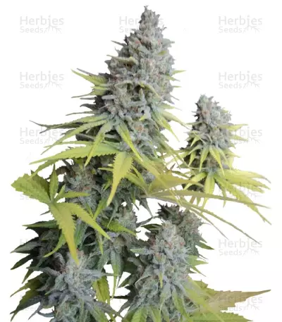 Big Foot Seeds — product photo