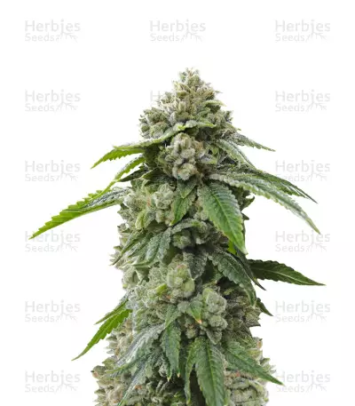 Biker Kush Seeds — product photo