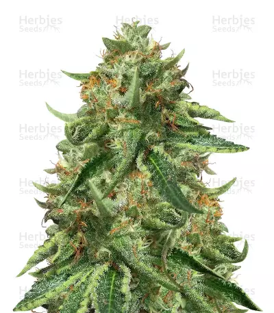 Black Ghost OG Seeds — product photo