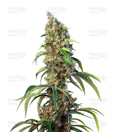 Black Jack CBD Seeds — product photo