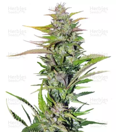 Black Jack F1 Fast Version Seeds — product photo