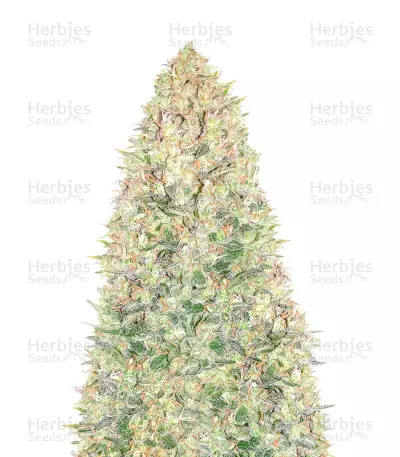Black Russian Seeds — product photo