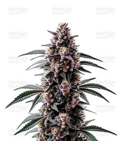 Black Sugar Seeds — product photo