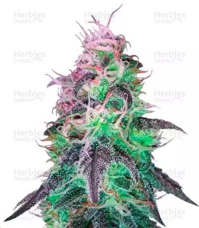 BlackJack Seeds — product photo