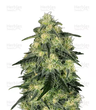 Blackvalley Seeds — product photo