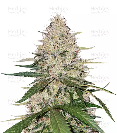 Blackwater Seeds — product photo