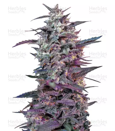 Bloody Skunk Auto Seeds — product photo