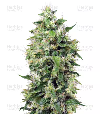 Blow Mind Auto Seeds — product photo