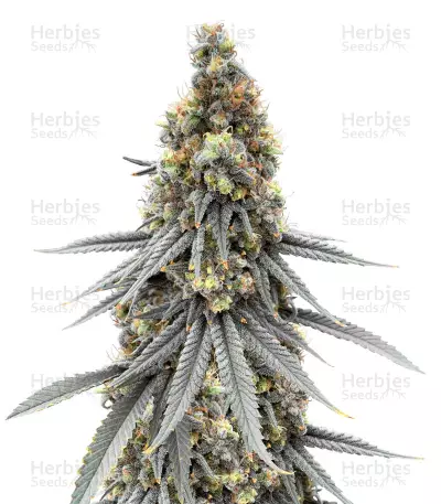 Blubonik Seeds — product photo
