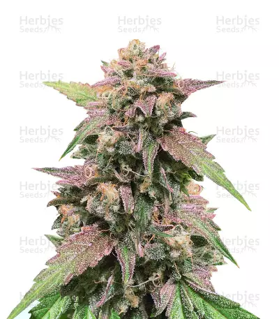 Blue Amnesia Seeds — product photo