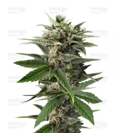 Blue Amnesia XXL Autoflowering Seeds — product photo