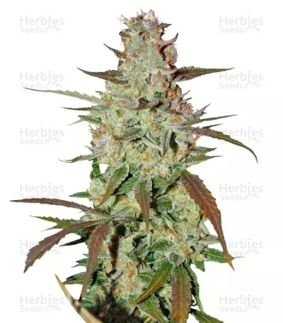 Blue Auto Mazar Seeds — product photo