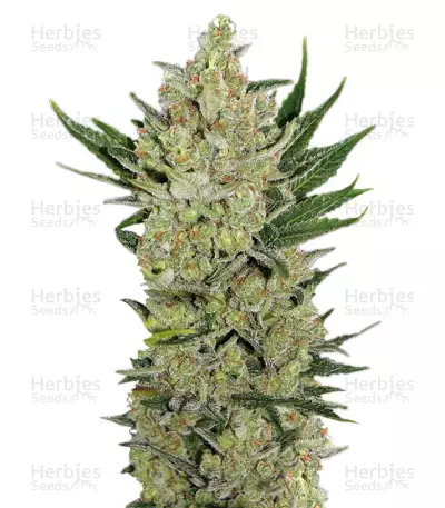 Blueberry Cheese Auto (aka Blue Cheese Auto) Seeds — product photo