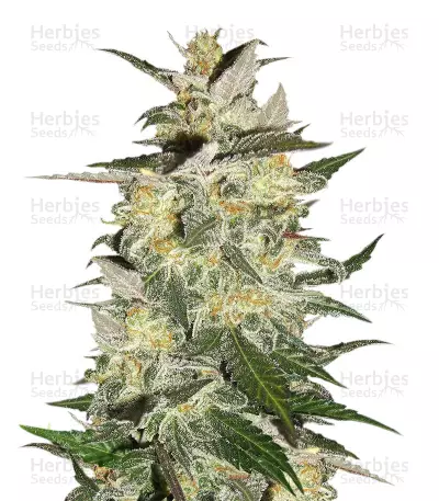 Blue Cheese Automatic Seeds (Big Buddha Seeds) — product photo