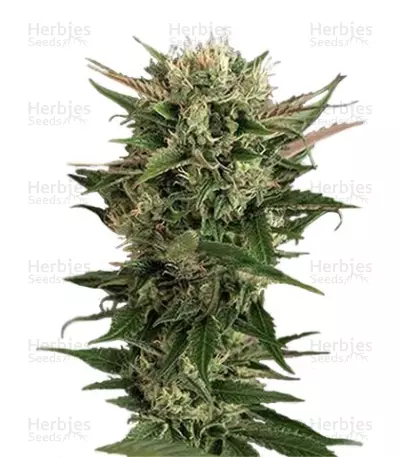 Blue Cheese Seeds (Dinafem Seeds) — product photo