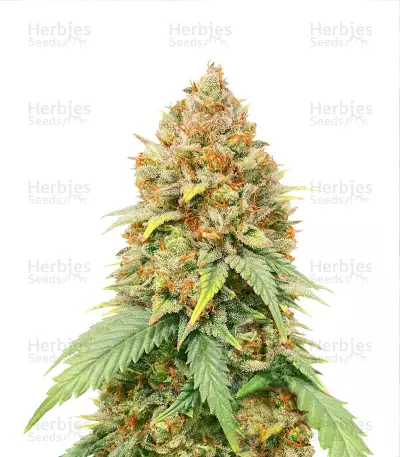 Blueberry Cheese (aka Blue Cheese) Seeds — product photo