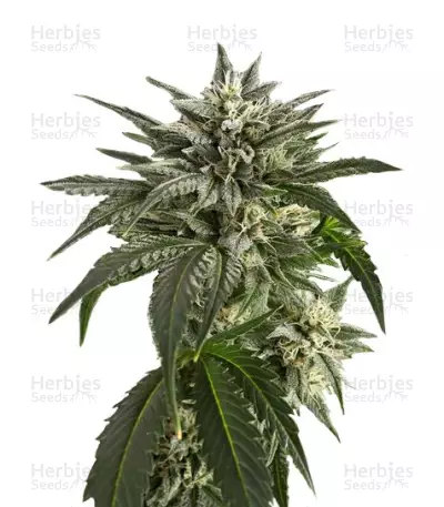 Blue Critical Autoflowering Seeds — product photo