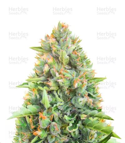 Blue Dream Autoflower Auto