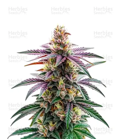 Blue Dream Auto