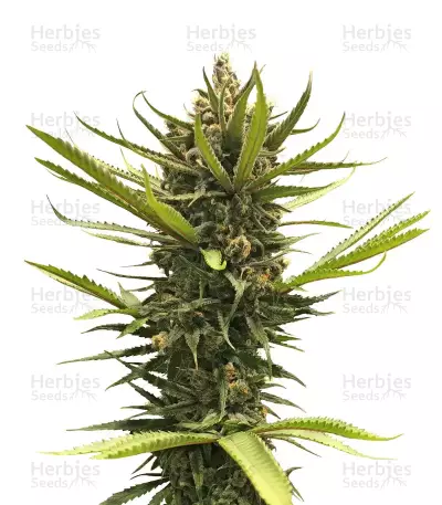 Blue Dream