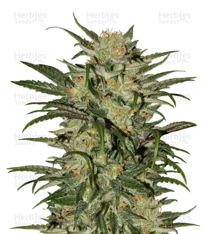 Blue Dream CBD Seeds — product photo