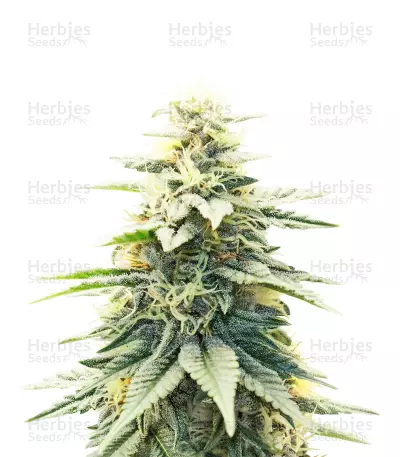 Blue Dream