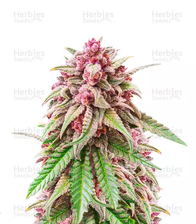 Still Bubba Seeds (AlphaFem Seeds) — product photo