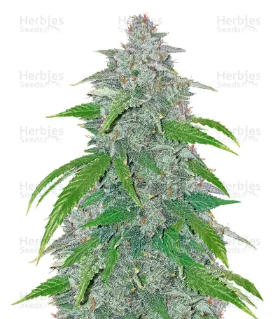 Blue Dream’matic Seeds — product photo