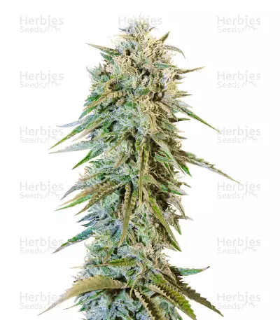 Blue Fire Seeds — product photo