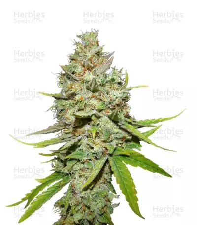 Blue Hash Seeds — product photo