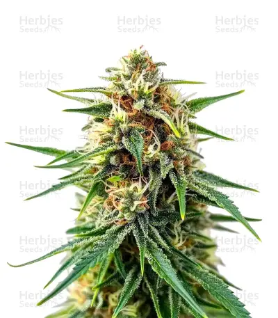 Blue Haze x Gelato 41 Auto Seeds — product photo