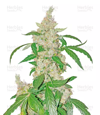 Blue Kush 99 Auto Seeds — product photo