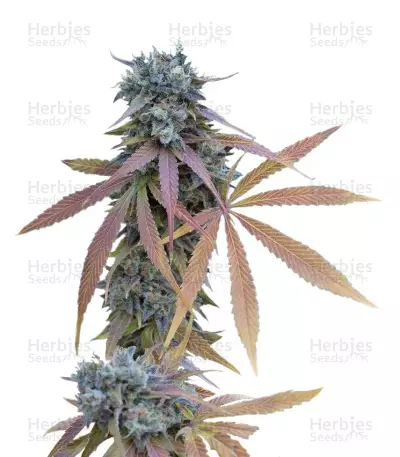 Blue Kush Autoflowering Seeds — product photo