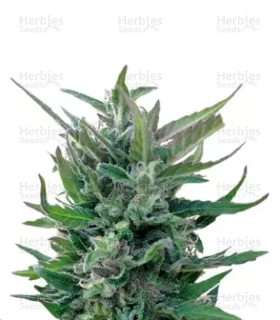Blue Mammoth Auto fem Auto Seeds — product photo