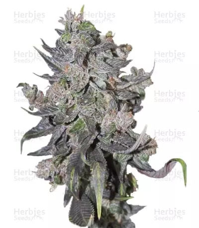 Blue Mystic Automatic Seeds — product photo