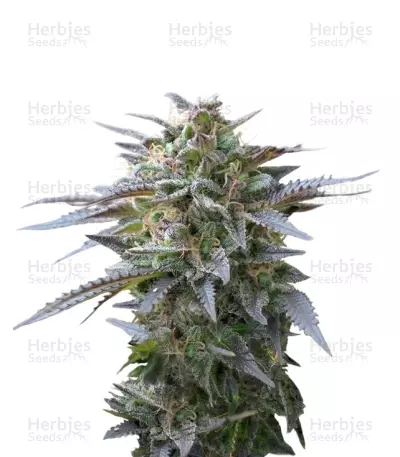 Blue Mystic Seeds (Royal Queen Seeds) — product photo