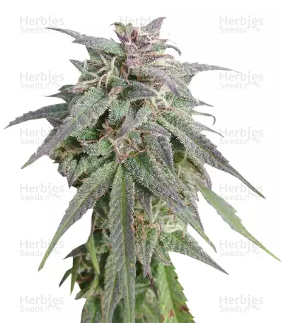 Blue Mystic Seeds (Nirvana Seeds) — product photo