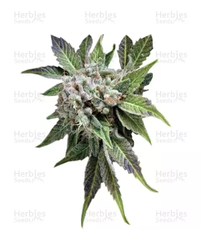 Blue Pyramid Seeds — product photo