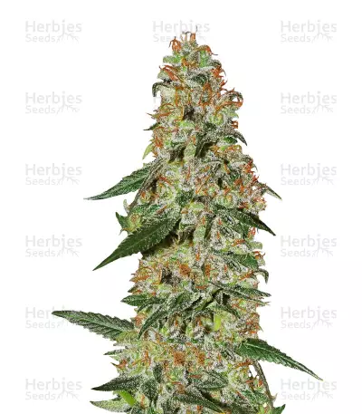 Blue Rhino Seeds — product photo