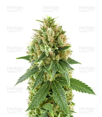 Blue Spider Seeds — product photo