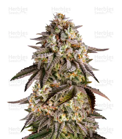 Blue Sunset Sherbert
