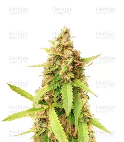 Blue Tease Auto Seeds — product photo
