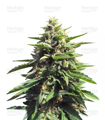 Blue Thunder Seeds — product photo
