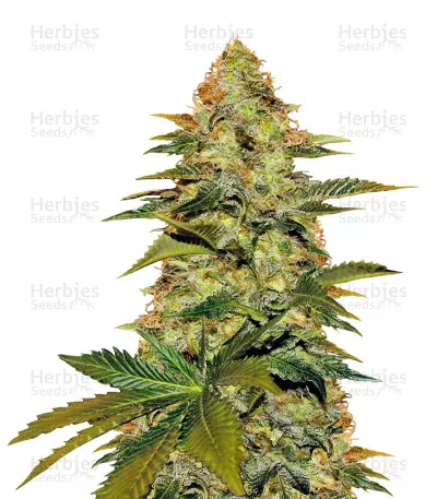 Blue Venom Seeds — product photo